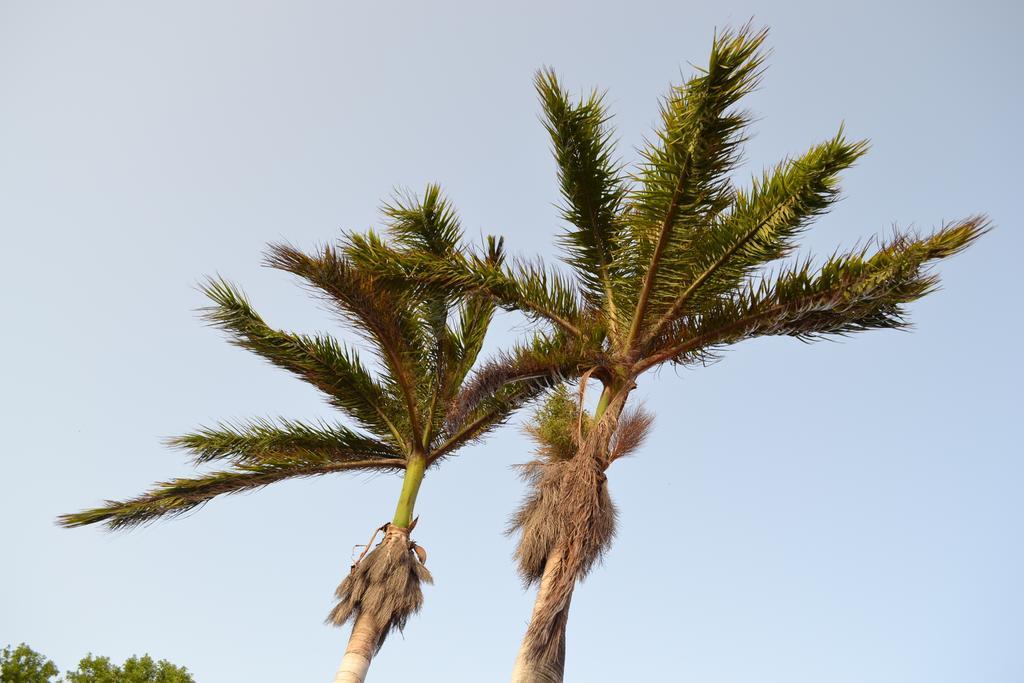 Palm Trees Apartments Віллемстад Номер фото