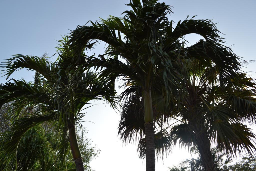 Palm Trees Apartments Віллемстад Екстер'єр фото